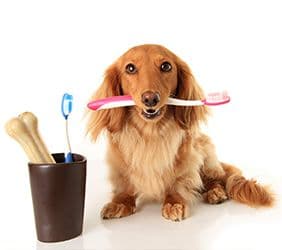 Limpieza de dientes